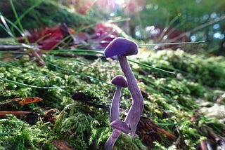 Amazing Facts About Fungi