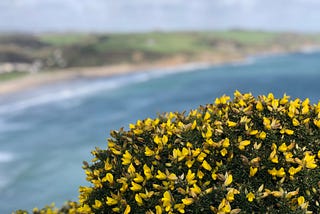 Gorse with yellow flowers in the foreground. In the back the Cornish coast line near Mevagissey.