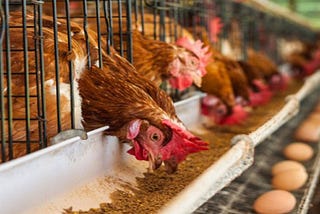 Is Covid-19 really responsible for the glut in Nigeria’s poultry industry?