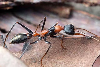 Top 10 most painful Ant bites.