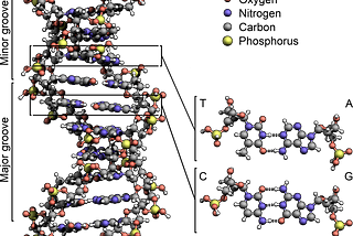 Image source: https://en.wikipedia.org/wiki/DNA