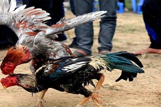 TRẬN ĐÁ GÀ 24 TỶ — CÁC TRẬN ĐÁ GÀ TIỀN TỶ TẠI THOMO