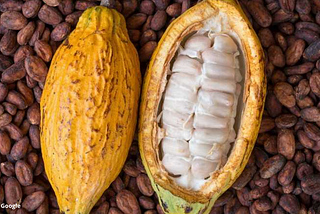 Cocoa fruit and beans for chocolate production
