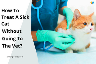 Every now and then we get sick, but if you are a full-time cat owner, that’s rarely an excuse for…