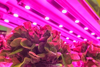 Vertical Farms: how technology and innovation is boosting the potential for urban food production.