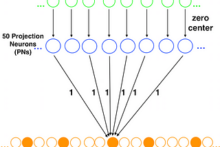 Efficient nearest neighbors inspired by the fruit fly brain