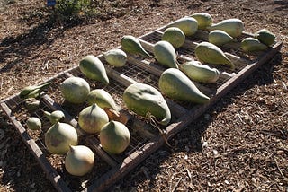 Tucson Excursion