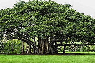 The Banyan tree