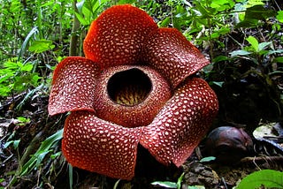 picture of a large reddish brown flower called Rafflesia