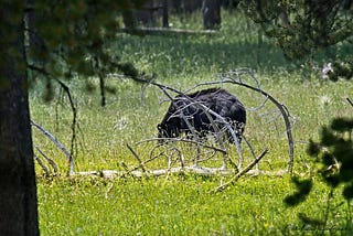 being eyeballed by a huge bear