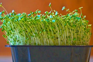 Unlocking the Nutrient Powerhouse: Health Benefits of Broccoli Microgreens