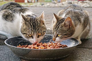 Premium Cat Nutrition: Why Untamed Cat Food Reigns Supreme?