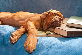 Exhausted pup asleep on a ton of books