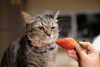 Can we feed fruits to our cats? 11 fruits say yes.