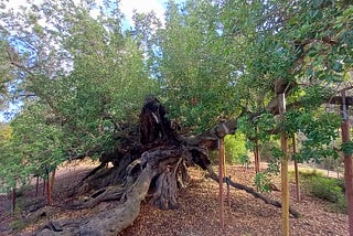 An ancient, gnarled carob tree, its limbs supported by wooden struts. Foia Brell, Alfaz del Pi, Alicante, Spain.