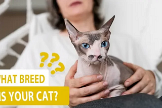 Is it normal for a Cat with Small Head?