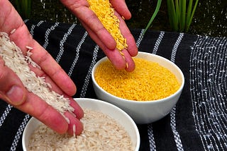 Golden Rice: The GMO superfood blocked by ‘needless precaution’