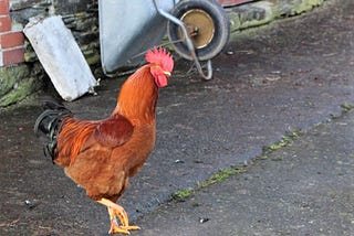 a handsome cockerel