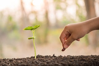 Water the Seed of Peace in Yourself and Others