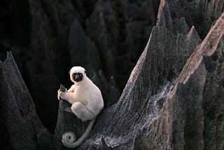 White lemur with black face and orange eyes sits on sharp grey rocks