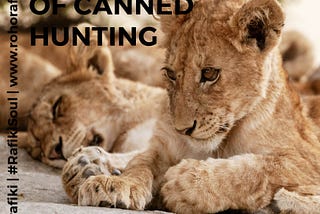 The business of canned hunting 🦁