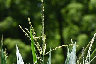 Corn Tassels