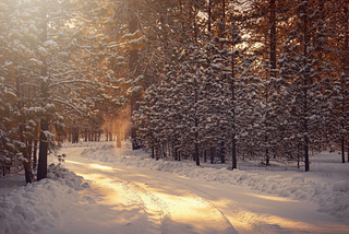 Forest in winter with a snowy path illuminated by the sun