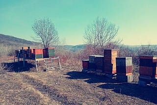Honey bees, Picnics and Beer in the Sun.