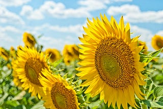 Field of bright yellow sunflowers facing left with blue sky and white fluffy clouds.