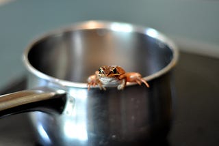 A photograph of a small frog peeping out from the edge of a small, silver saucepan. The frog is a nice light-brown colour and looks quite happy.