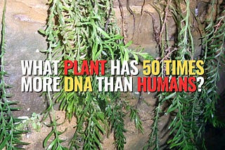 The World’s Largest Genome Found in a Tiny Fern