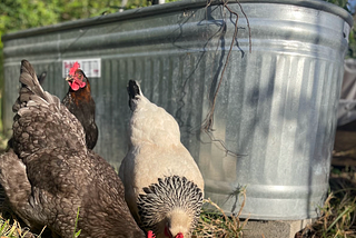 Chicken Manure & Your Garden