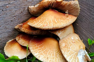 Mystery ‘Shroom