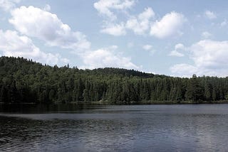 pine forest on Lake Superior in Minnesota