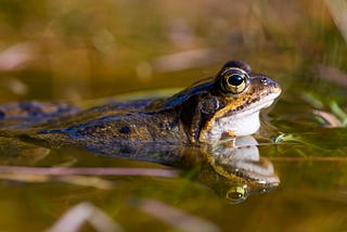 frog resting in pond with its head sticking out