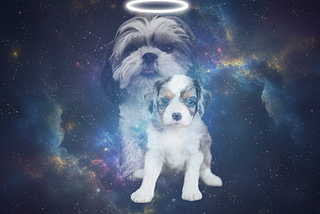 Soul Guardians: What Our Dogs Teach Us About Divine Timing