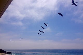 When The Birds Fly in Formation, They Remind Me That Everything Will Be Okay