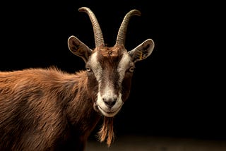 Picture of a brown goat with white face and two horns and black background. There’s nothing ‘Satanic’ about it.