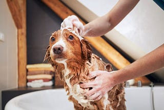 Dog care mistakes: verified buying guide 2025