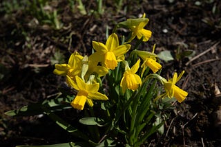 Walking the Garden — April 2026