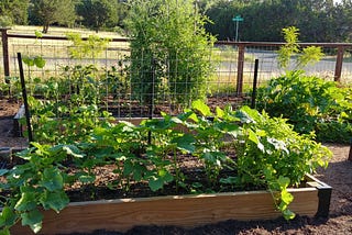 Image of the author’s raised bed garden in Texas with young veggies growing.