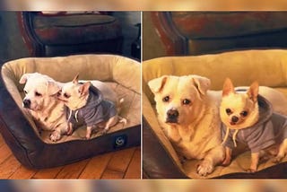 Sweet Moment of a Chihuahua Comforting 17-Year-Old Brother — Chihuacorner.com