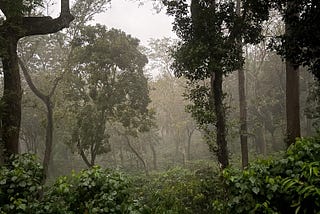 Coffee bushes.