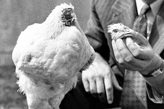 The Incredible History of Mike, the Headless Chicken