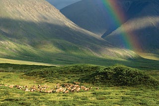 Action Alert: Join one million voices to save the Arctic Refuge