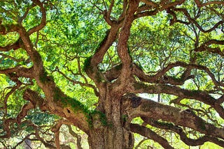 The Oak
