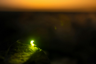 Firefly at night