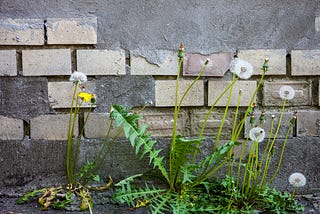Dandelions emerging from a crack in the concrete at the base of an aging brick wall.