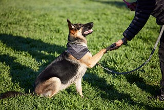 First Contact: How to Greet a New Dog.