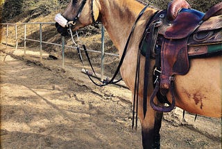 How Not to Impale Yourself While Jumping in a Western Saddle: Adult Horse Camp Day 2